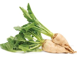 Turning Sugar Beets into “Green” Packaging