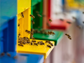 Bee Sustainable