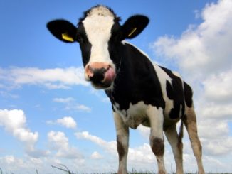 Is Dairy-free the Next Big Diet Craze?