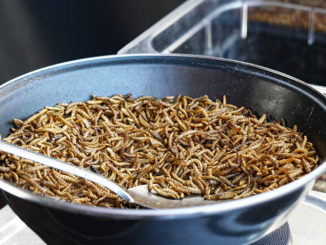 fried mealworms at street food market