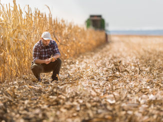 Young farmer in corn fields