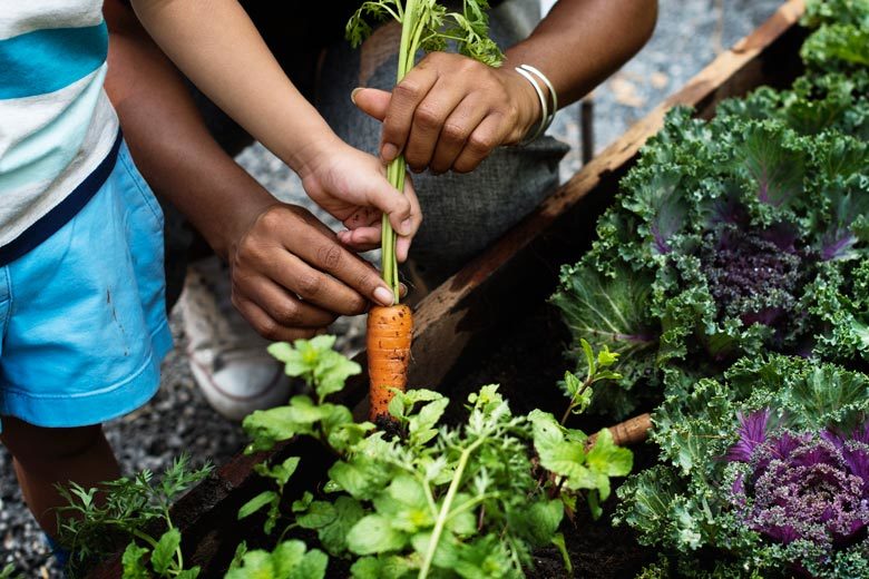 A closely cropped shot of children's hands pulling a carrot from the soil in a garden