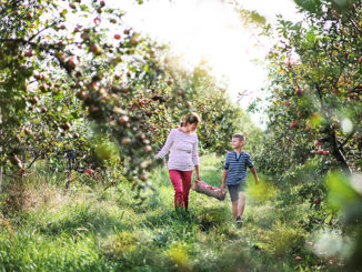 A senior Grandmother with grandson picking apples in orchard.