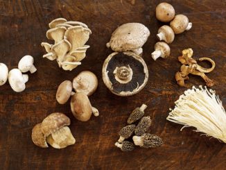 Mushrooms: Taste of the Earth