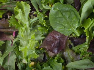 5 Ways to Use Salad Greens Without Making a Salad