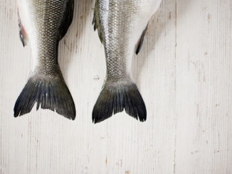 The tails of two fish side by side